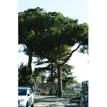 Gemelli * Roma
